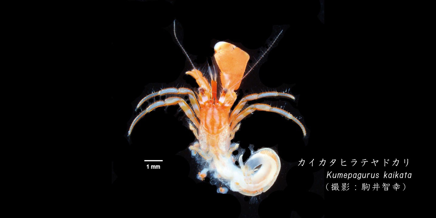 新種のヤドカリ「カイカタヒラテヤドカリ」を発見しました