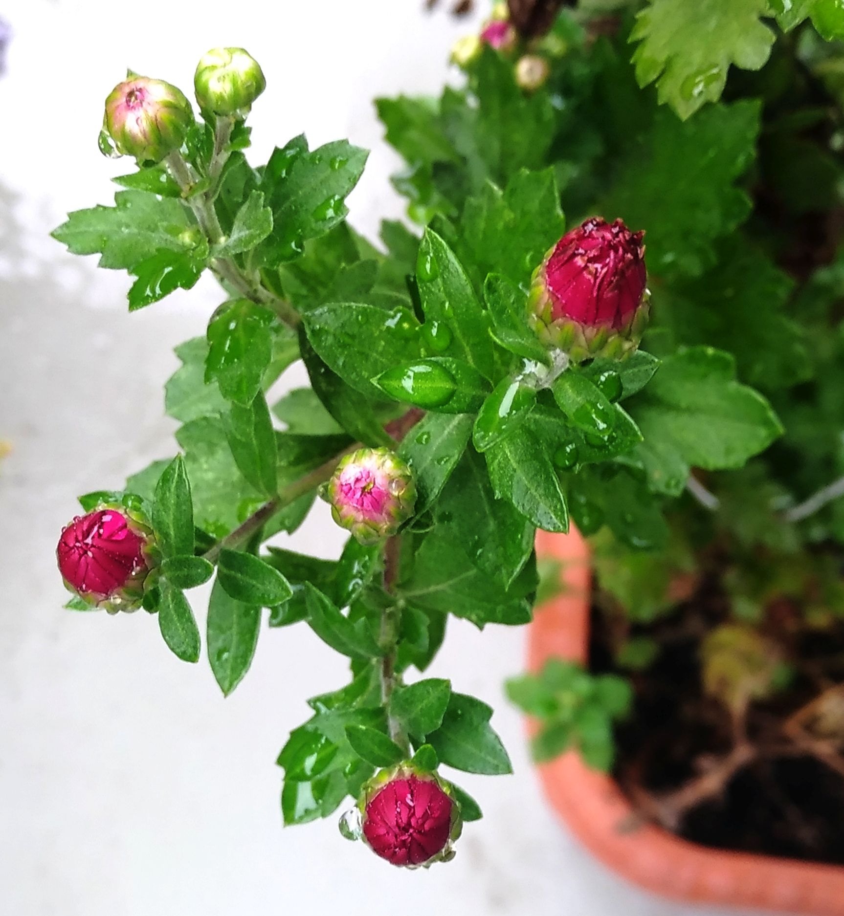 こころんグリーン キクの蕾が少し膨らんできました もらった切り花を 挿していたものがこんなに成長しました 間もなく 濃い紅色の花が開くと思います キク 蕾 切り花 濃い紅色 秋の花 秋 挿し芽 園芸 ガーデニング 熊本市南区 熊本