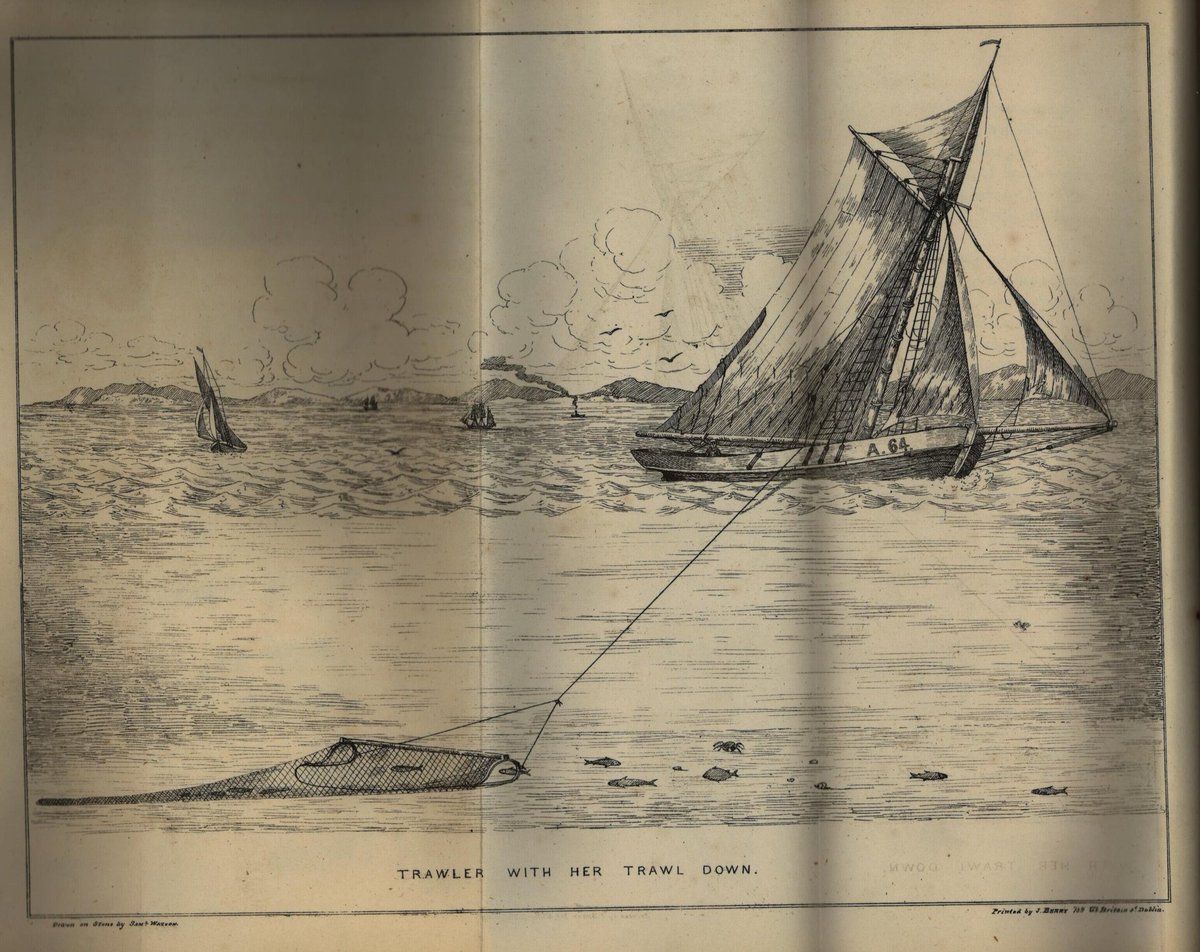 A depiction of bottom trawling from 1847. Later its use on steam boats greatly increased its effectiveness. Fishermen at first opposed it as they thought it would destroy the fishing grounds. They were right, but they couldn't have imagined just how destructive it would be 
