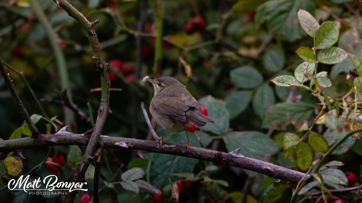 Great morning in the Frinton/Haven area with crippling views of Dusky Warbler, then to the Haven where I had nice (but brief) views of YBW, Firecrest and Woodcock! Along with hundreds of Redwing, loads of Goldcrest and a couple of Fieldfare! Bring on Norfolk 😁 (📷 <a href="/MattJBonnar/">Matt Bonnar</a> )