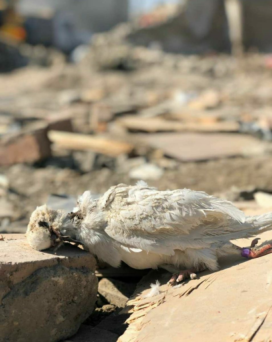 Peace died today..🕊

#BeVoiceofGanjacity 
#PrayForGanjaCity 
#PrayForGanja