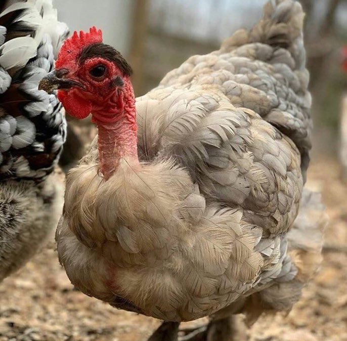 mzawaupdate's tweet image. RT kwa Kuku, Like kwa Masanja.