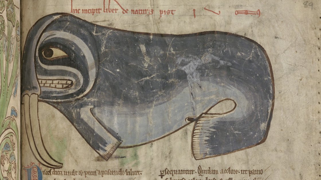 theULSpecColl's tweet photo. W is for We love the Walrus! Look at this guy, with his worried little face. 😬

From a 13th-century bestiary, MS Kk.4.25 @theUL. #ArchiveZ
https://t.co/PlcKqcg3oQ https://t.co/ErPTG080Oy