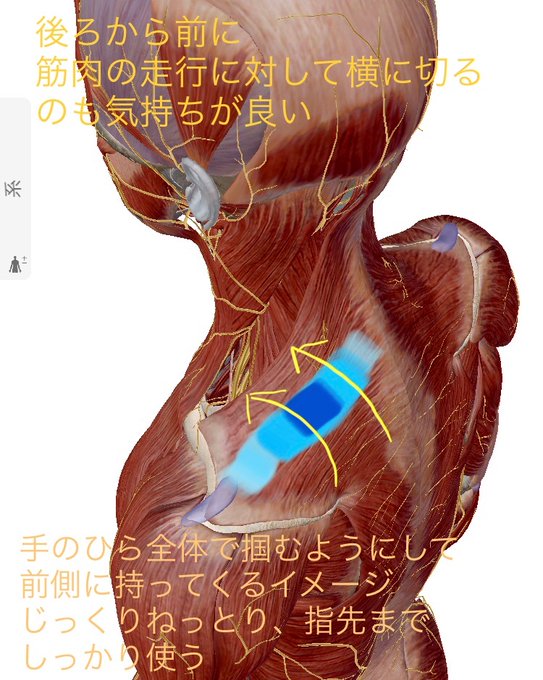 筋肉をのtwitterイラスト検索結果