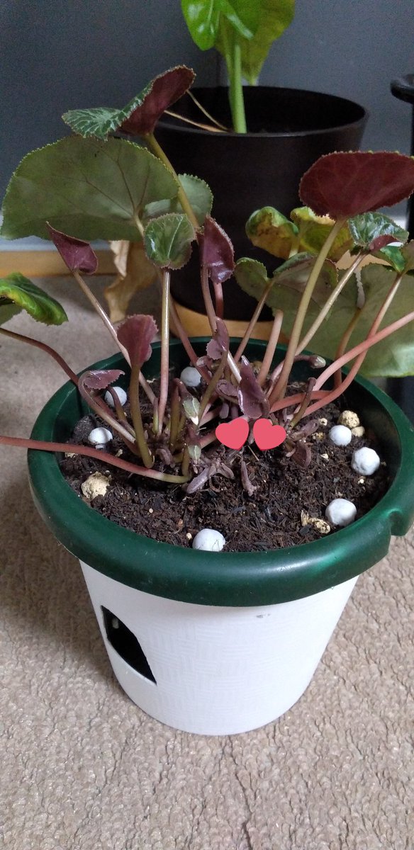 遠藤アリス 3年前に父親が買ってきてくれたシクラメン 1週間ほど前に植え替えをして肥料をやったら 今年も花芽が付きました シクラメン 今年もお花 楽しみにしてるからね 頑張って咲いてね シクラメン 鉢の植え替え 観葉植物 花芽と新しい葉っぱ