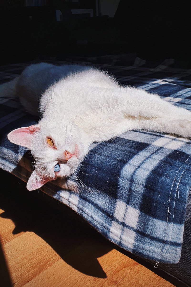 rwnderlust's tweet photo. pets in the sun ✨🥰☀️🤍🐾🤎 https://t.co/7Bsjgp65c3