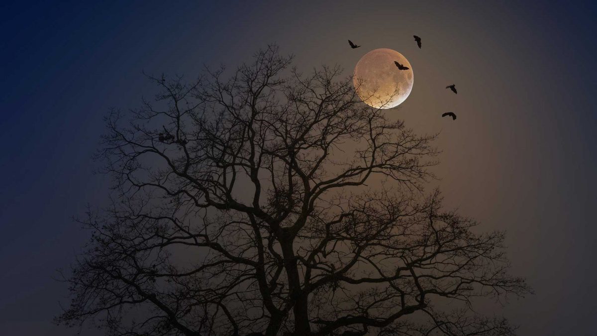 HALLOWEEN IN WALES:A THREAD "All Hallows Eve is by the Welsh called Nos Calan Gaeaf, meaning the first night of winter. It is one of the 'Teir Nos Ysprydnos' - three nights for spirits - upon which ghosts walk and fairies are abroad." #Wales  #Halloween  #Ghosts  #Folklore  