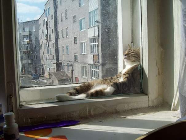 thread kucing bisa tidur dimana saja