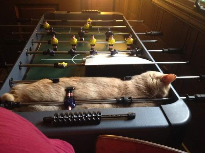 thread kucing bisa tidur dimana saja