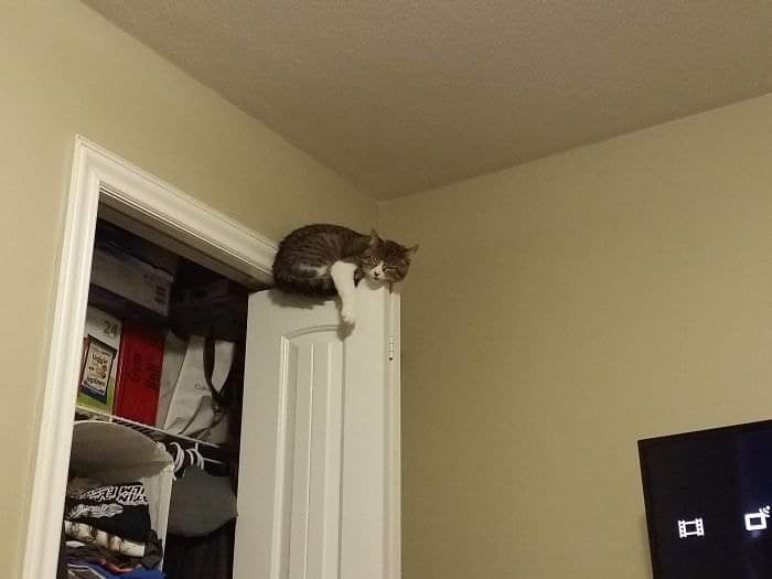 thread kucing bisa tidur dimana saja