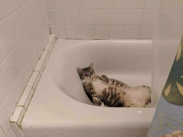 thread kucing bisa tidur dimana saja
