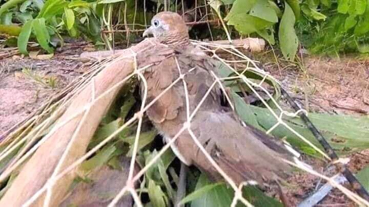 itsPunitTyagi's tweet photo. बेमतलब का शौक ना पाले ।🙏
हर माता पिता तथा बच्चे को एक दुसरे का इंतजार मरते दम तक होता हैं । दिल मे एक आस होती हैं । कृ़पया ऐसा कृतय न करे ।🙏🙏
Please spread this thought🙏🙏
@SonuSood @Nand20Ahuja @DuaPrashika @ManavJ7 https://t.co/5CDlNWT9Qc