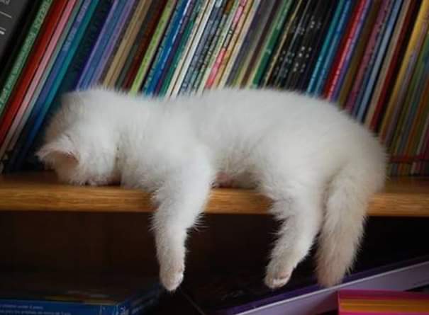 thread kucing bisa tidur dimana saja