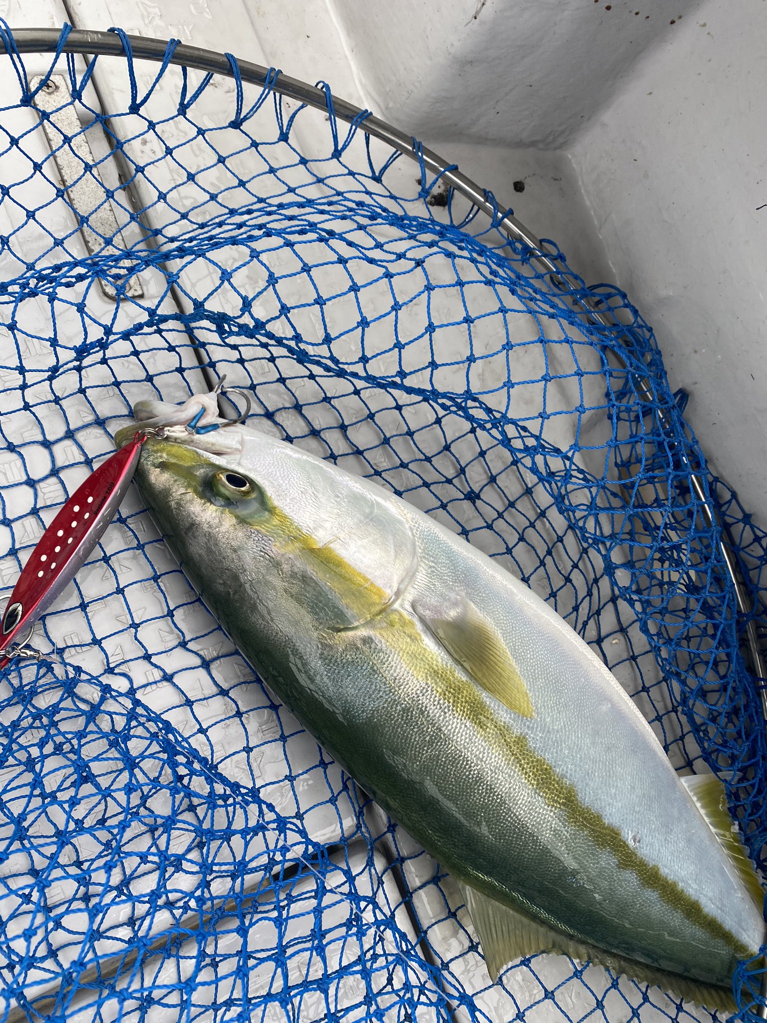 Ysms 大移動瀬戸内サワラキャスティング激シブからの青物ジギング サワラにはtgベイトをもっていかれただけ 笑 岩国沖 松山沖 ジギング T Co Ym5tilybh1 Twitter