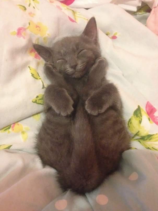 thread kucing bisa tidur dimana saja