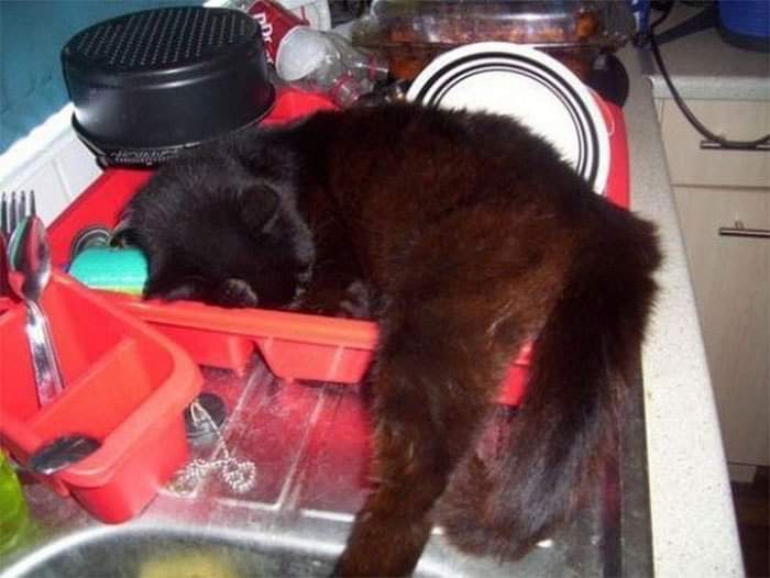 thread kucing bisa tidur dimana saja