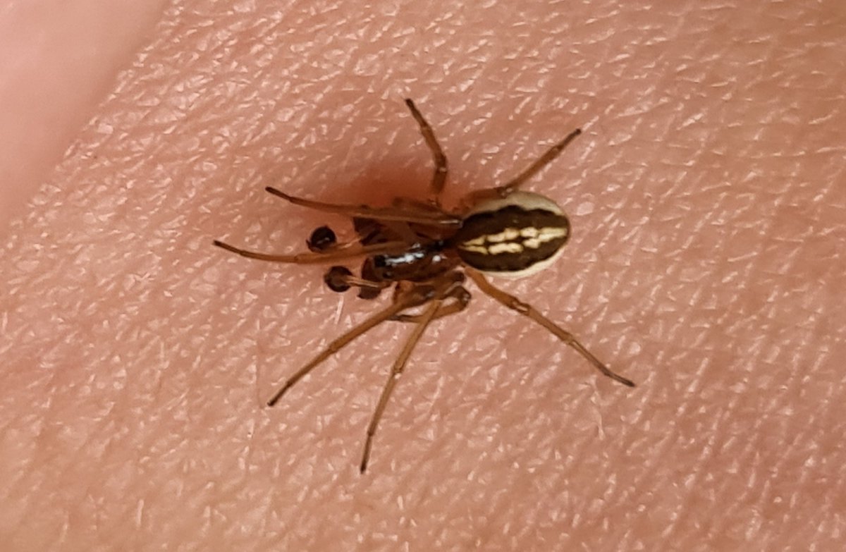 ThatRebelReid's tweet photo. Another new species of spider for my patch today, the absolutely stunning Pachygnatha clercki, a species of Long-jawed Orb-weaver. #panlist #ukspiders #spiders #arachnids https://t.co/DkQHcopwLV