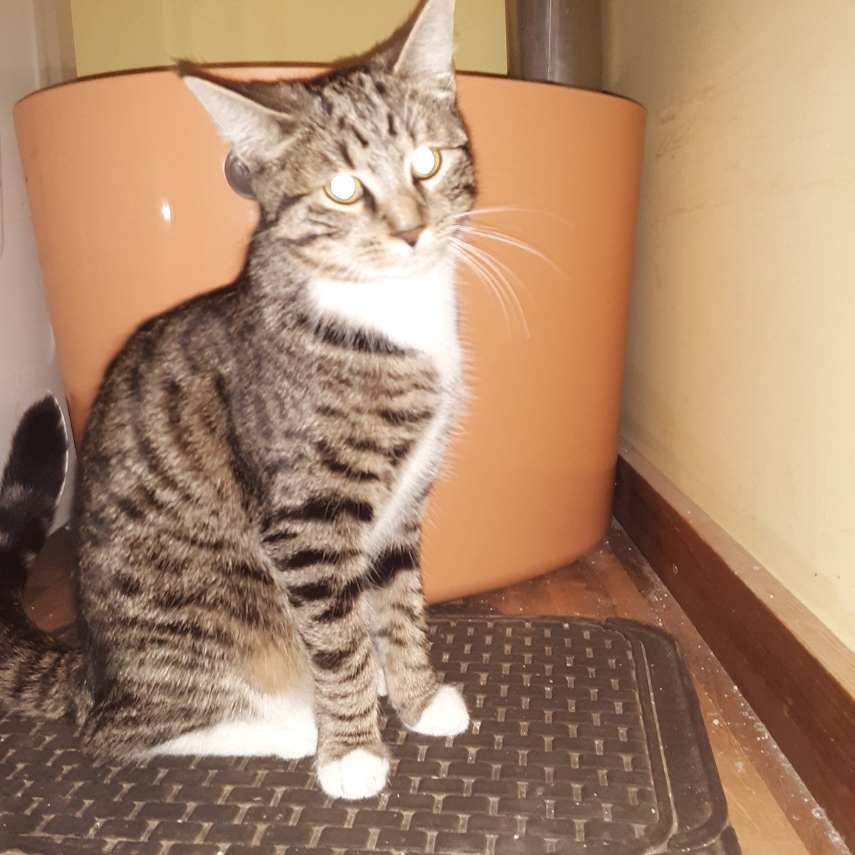 TylerRoot16's tweet image. What's Going On Everyone