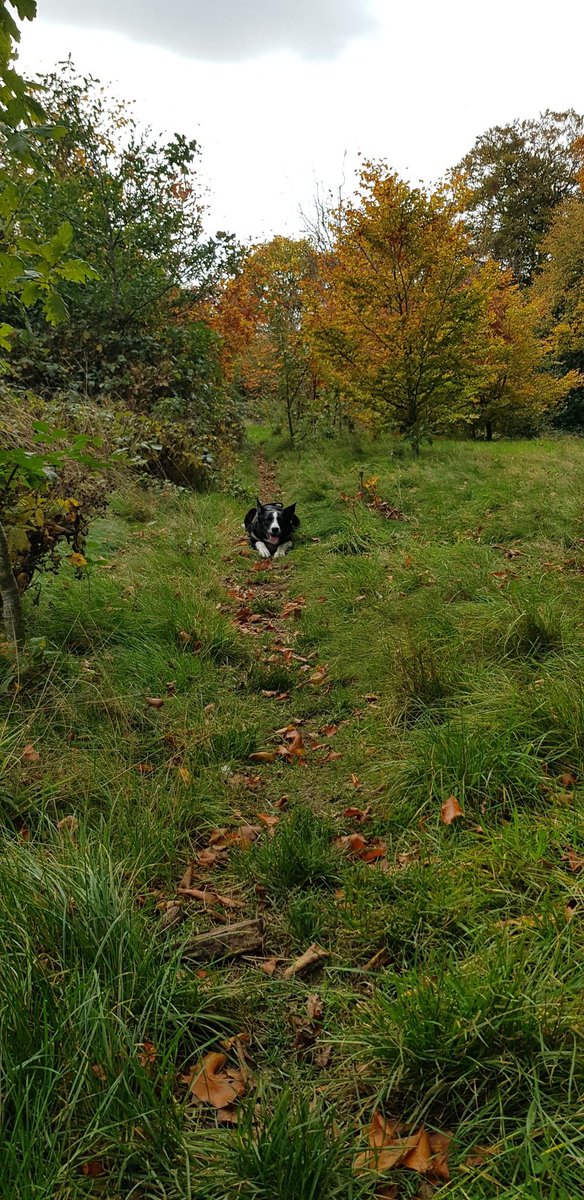 Warley woods is looking very autumnal now...