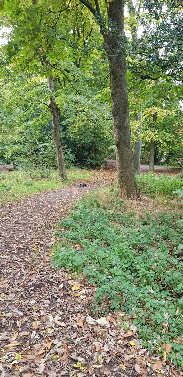 Warley woods is looking very autumnal now...