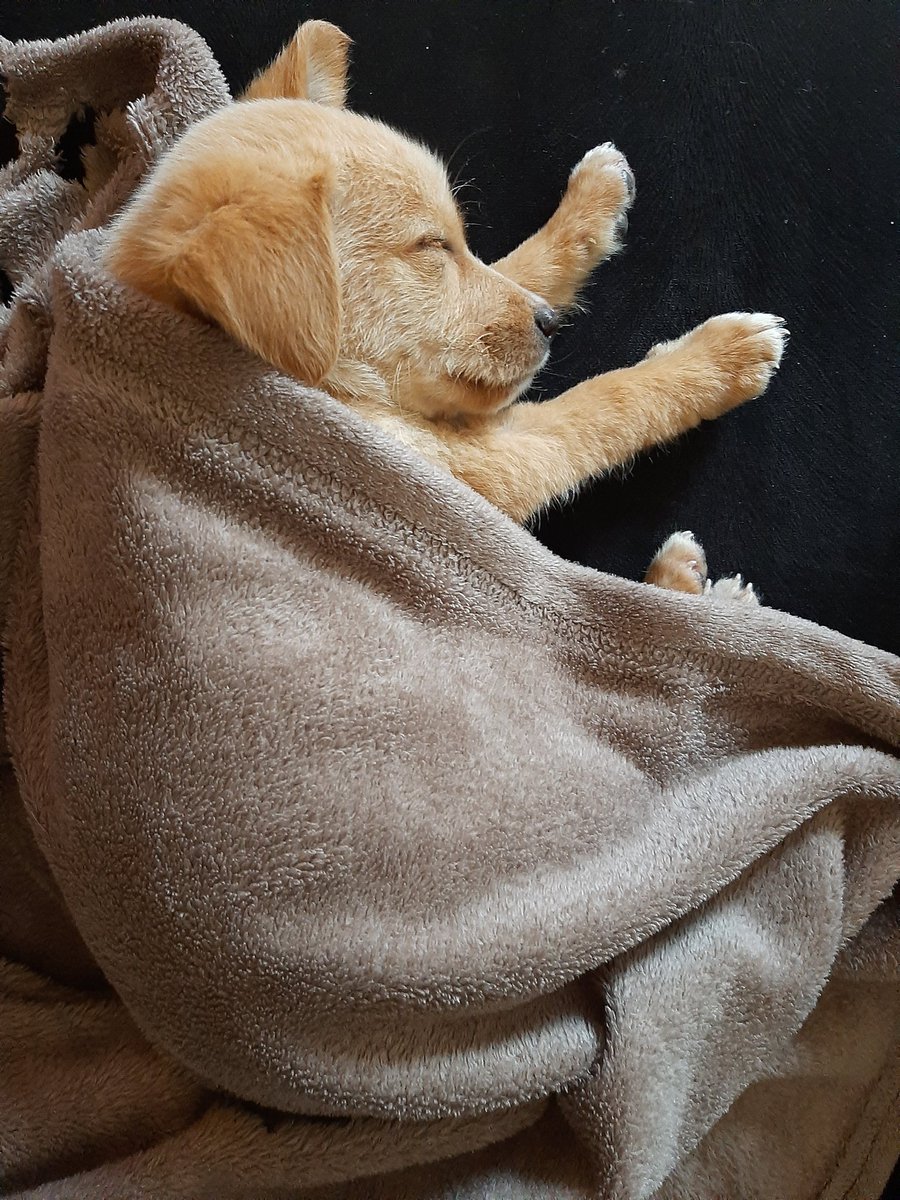 Daniel Lopes tweet media