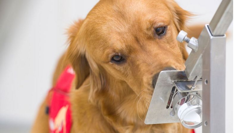 EcuavisaInforma's tweet photo. Síntomas de COVID-19: los perros pueden detectarlos. https://t.co/PokzT1gxEu https://t.co/2dSRJTG0KG