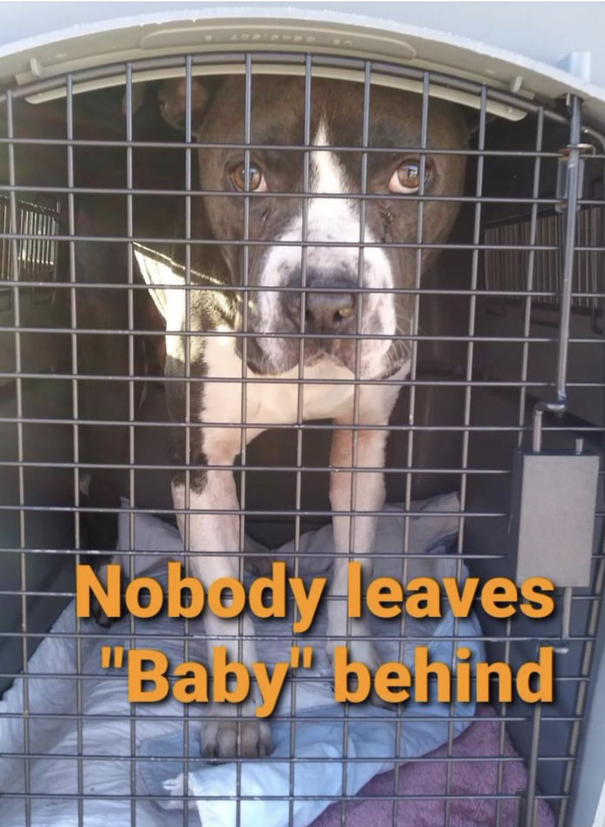 reddogsusie's tweet photo. BABY IS SAFE❤️❤️🎉🎉
Thanks to RESCUE ME PAWSOME STYLE RESCUE
Pledges/donations to:
PayPal: rescuemepawsomestyle@gmail.com
Venmo: forthepups
Pls ref: Baby #MASA686
If you want to track progress of Baby, here’s the Rescue page:
https://t.co/T4pHi7kaJc
TYSM 2all who helped him☺️ https://t.co/cKDJKxV4yc