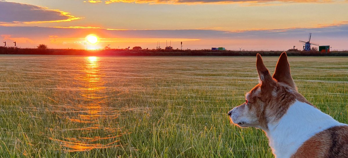 Er is veel spinrag op de dijk van Nansum naar Delfzijl, maar ook in de Eemshaven zijn de spinnen flink aan het werk geweest.  
#sunset #spinrag <a href="/HetHogeland/">Gemeente Het Hogeland</a> @noorderland #avondwandeling #naturephotography <a href="/rtvnoord/">RTV Noord</a> 
17 oktober 2020