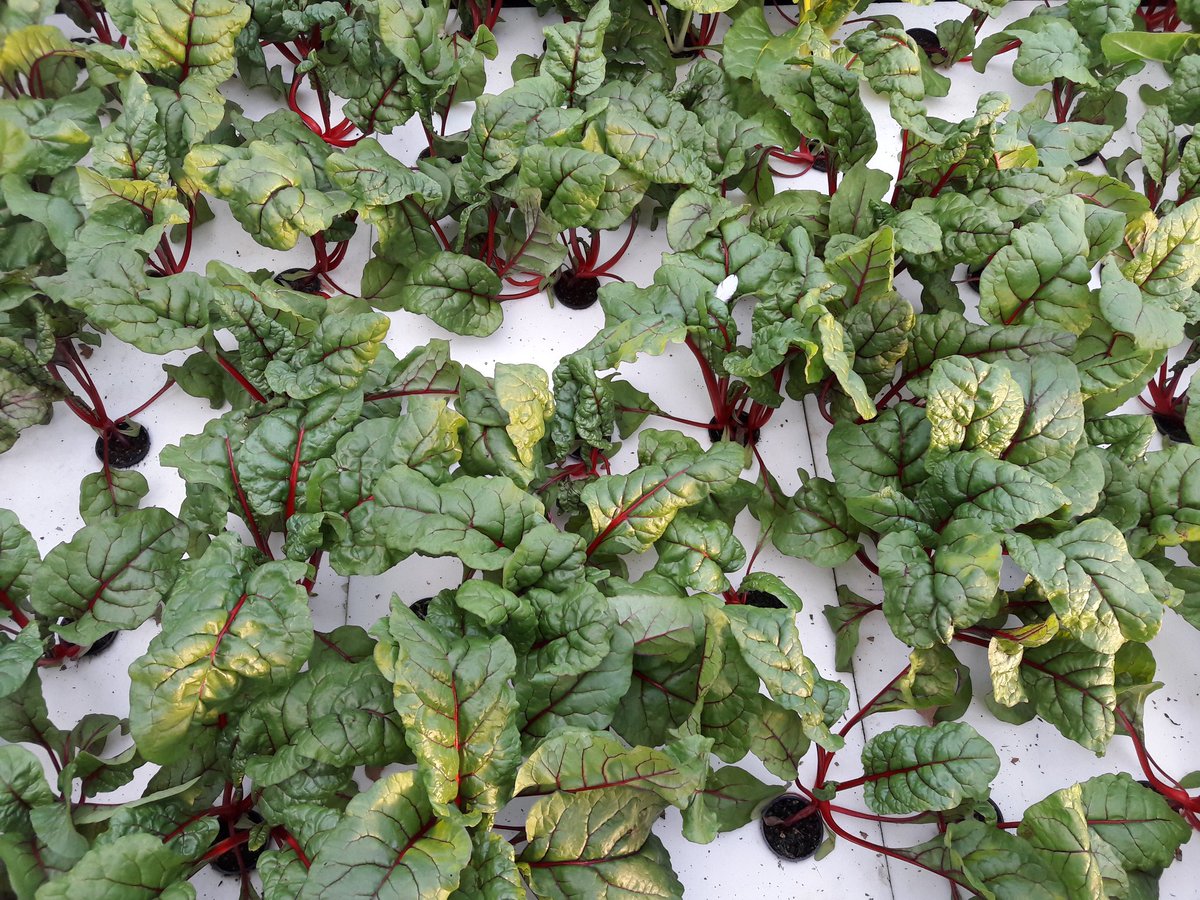 Après les présentations, place aux #visites des sites de #production de <a href="/KanopeeKoncept/">Kanopée Koncept</a> et de @Paulineairfarm. De l'#hydropnie à l'#aquaponie, les 30 participants découvrent la #diversité de l'#agricultureurbaine à <a href="/Bordeaux/">Bordeaux</a> dans le cadre des #rencontresterritoriales <a href="/AFAUP_Asso/">AFAUP</a>.