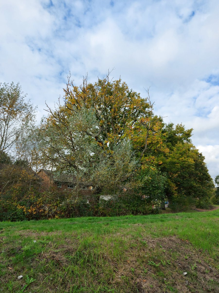 More reasons to be happy at this time of year. Woking is bloody gorgeous if you look in the right places.