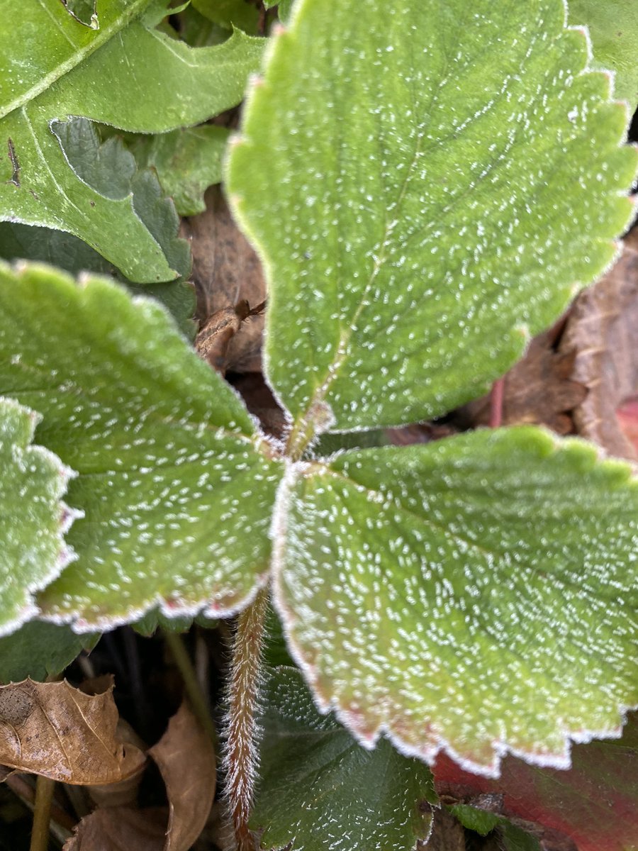 FishersRotary's tweet image. As we put the garden to rest for the year! We are thankful for all of the life giving bounty she produced!! #hungrynomore