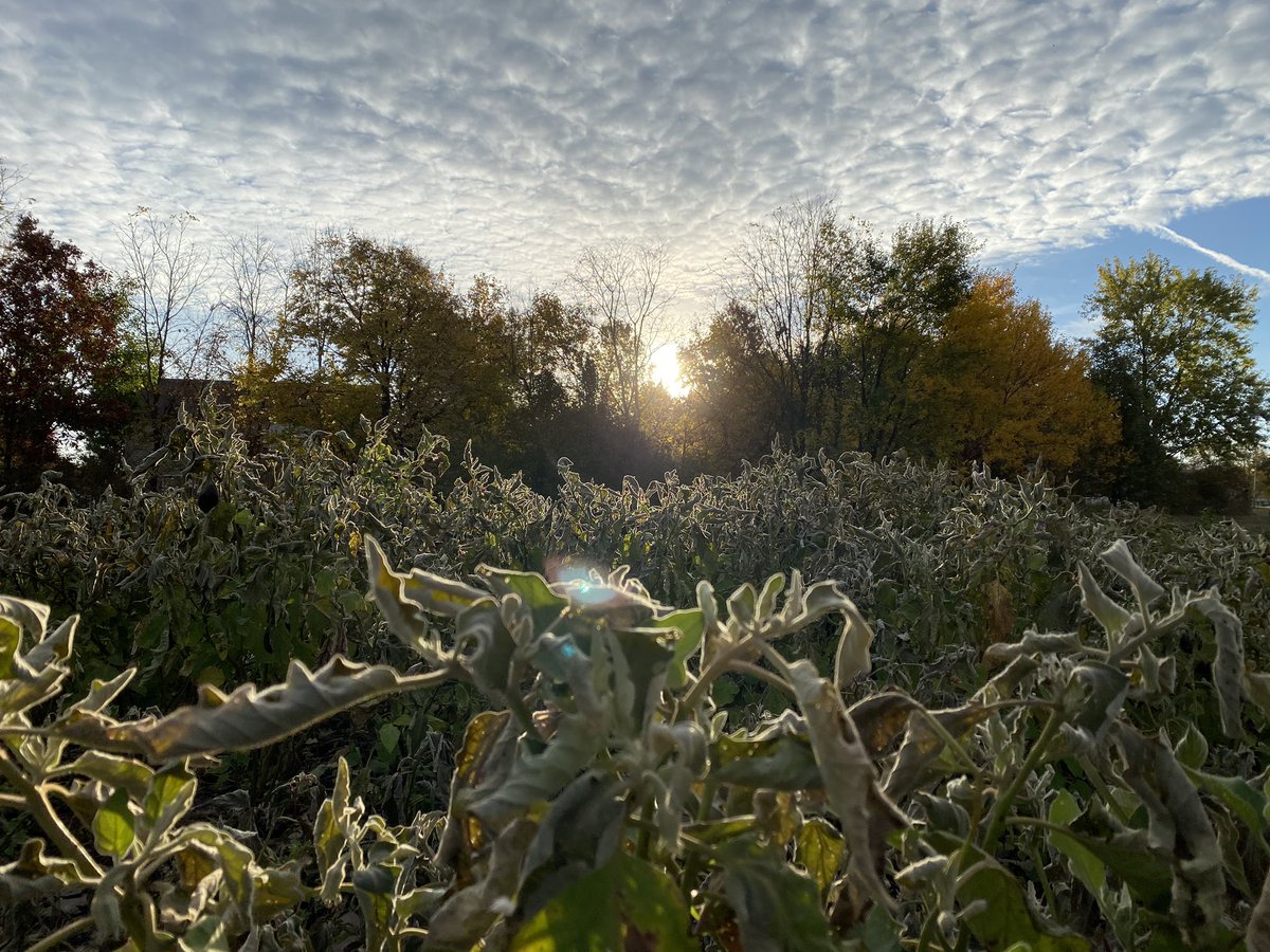 FishersRotary's tweet image. As we put the garden to rest for the year! We are thankful for all of the life giving bounty she produced!! #hungrynomore