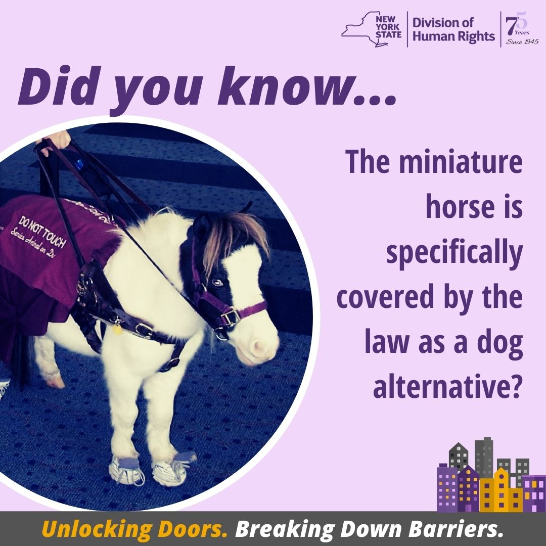 NYSHumanRights's tweet image. Interesting fact: Miniature horses are covered by law as an alternative to service and guide dogs. 

#fairhousingmattersny #unlockingdoors #breakingdownbarriers #NY4FairHousing

dhr.ny.gov/fairhousing
844-862-8703