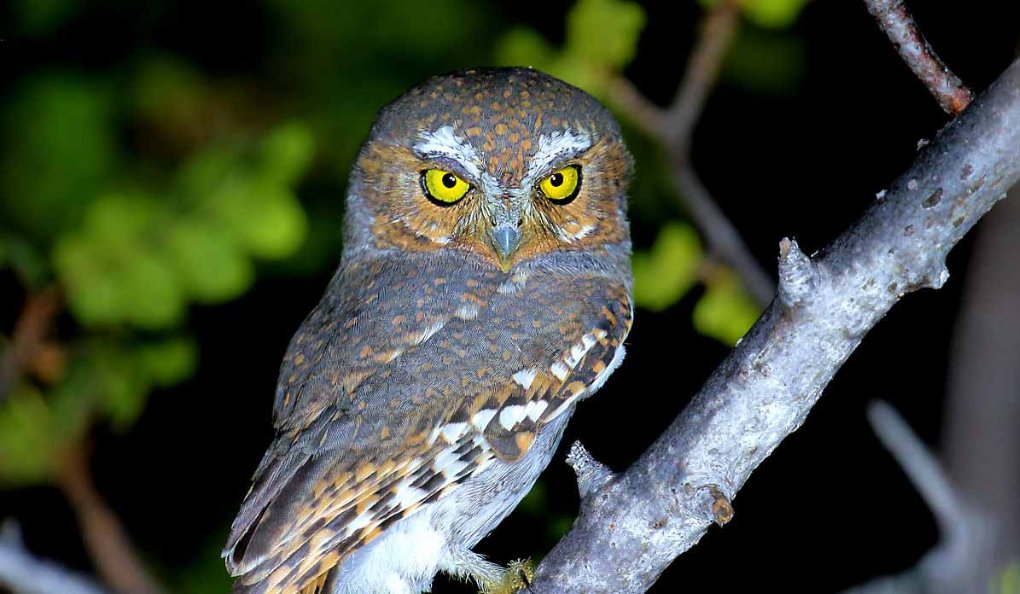 Hooty-hoo tweet media