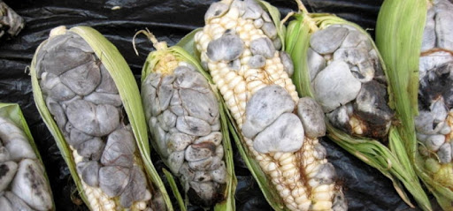 トウモロコシに寄生する麦角菌、メキシコで食用にすると言うことで驚い