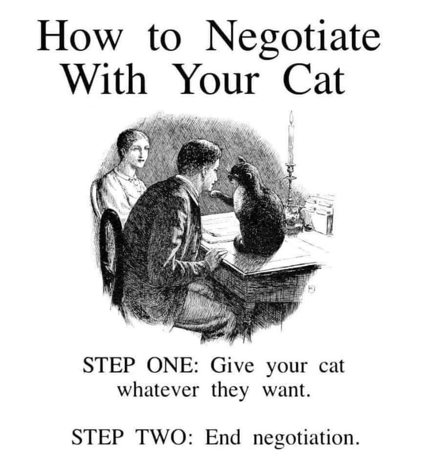 Thecatfamily3's tweet photo. I am highly skilled in this area π #catmeme #catmemes #catmemesdaily #catsofinstagram #catmemeoftheday #kittycafeuk #catchat #catsruletheworld #catoverload #negotiator #negotiator #catbloggers #CatsOfTwitter https://t.co/0bdAmVbJRu