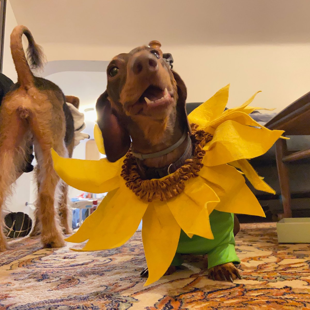 a bright & sunny buckflower for you to celebrate dogtober seventeenth