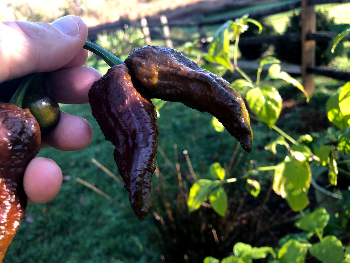 Just found a two-headed Chocolate Bhutlah hiding from the morning chill.