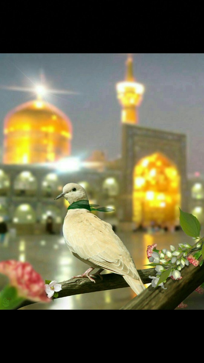 Sajadi108's tweet photo. السلام علیک یا علی ابن موسی الرضا(ع)
ای امام رئوف به حق دل شکسته جوادت(ع) و مادرت حضرت زهرا(س) در امروز ظهور فرزندت را برای همه مردم جهان بخواه🙏🙏🙏 https://t.co/DTxZcV7qX9