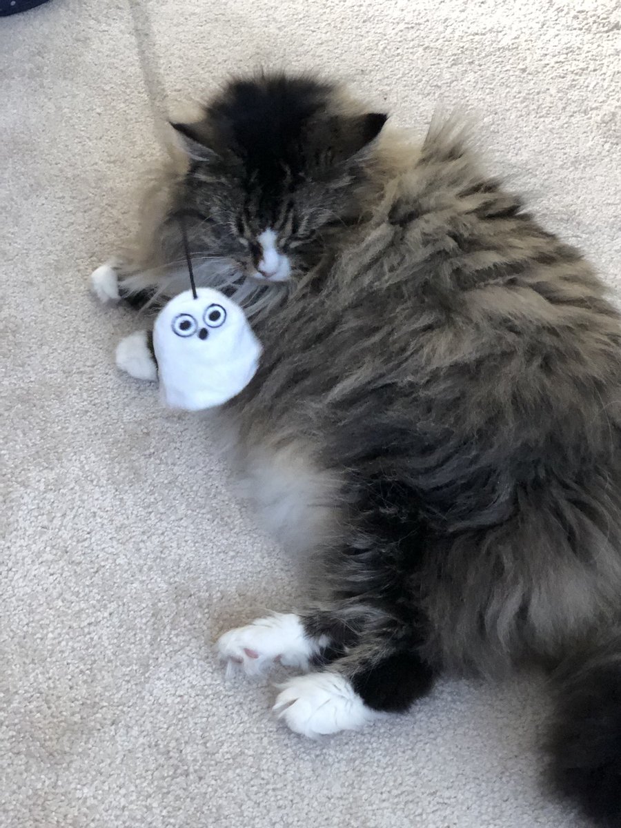 Playing with a Halloween 👻 toy. Let’s get this #Caturday started! @MaineCoonCatsOH @yongmaylingjen1 @JusticeToAll @GeneralCattis @MoetBlindCat @CoonGriff @Cleo_sMommy @JoyOfCats @carolineCMCE https://t.co/Mv20JWRKoC