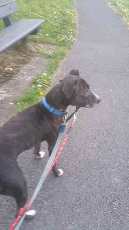 NWDogRescue's tweet image. PLEASE ADOPT ME😊  Please RT my details 
findingfureverhomes.org.uk/dogs/Bo/