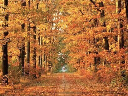 kayandkompany's tweet photo. The Trees Are About To shows Us How Beautiful It Is To Let Dead Things Go.
🍁 💛🍂🧡🍁💛 🍂🧡🍁

#autumlove #SaturdayVibes #autumnvibes #TheFall #quotestoliveby #autumnfalls #autumn #mindfulness #wellbeing #wellness #newday #autumncolours #SaturdayMood https://t.co/fYGzTPt4GC
