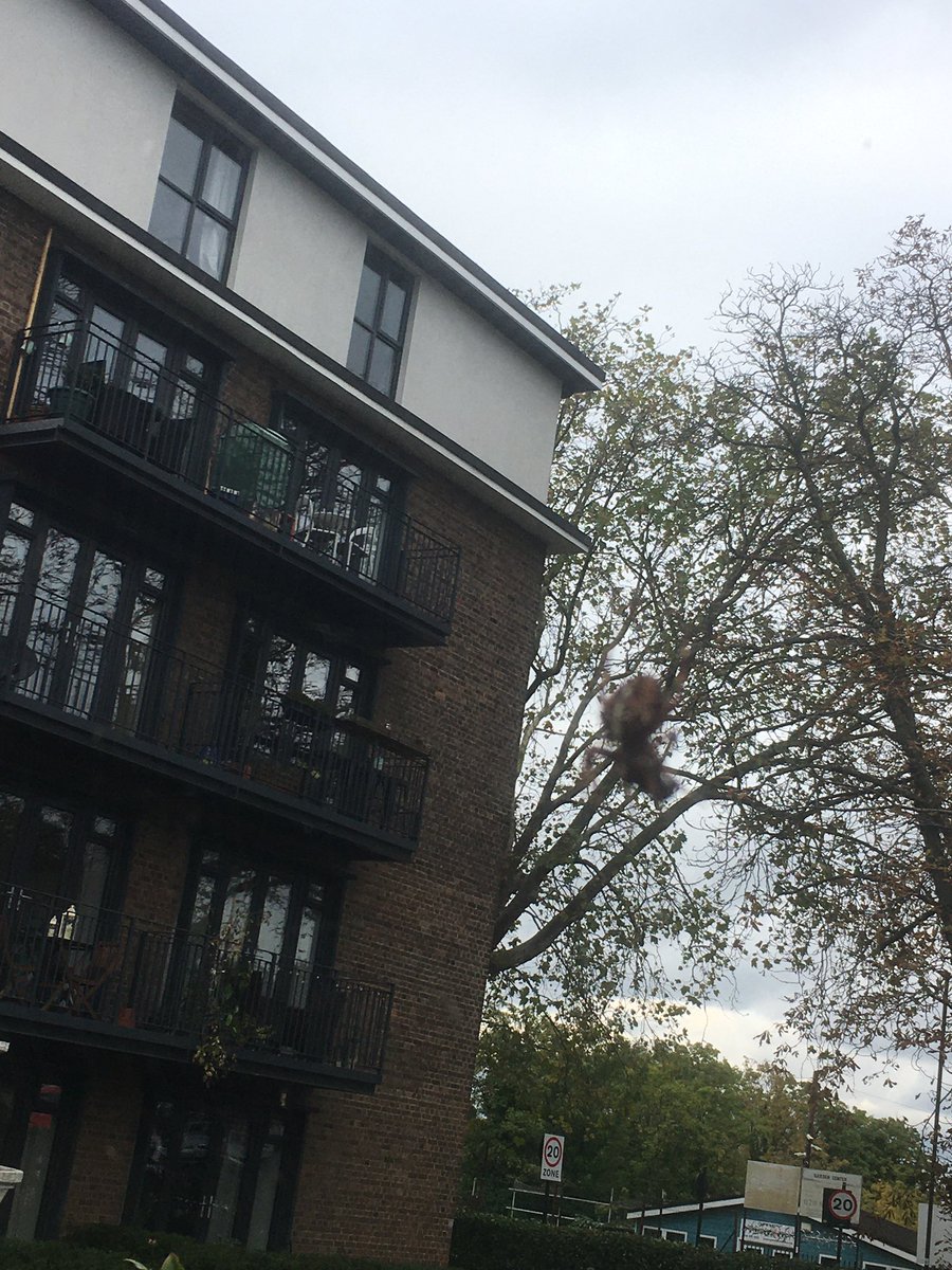flygirlNHM's tweet photo. Some whoppers around. These two Araneus diadematus (yes one blurred one) where either side of a lamppost- both feasting away #crossspider #gardenspider https://t.co/7yjVdwu6Y5