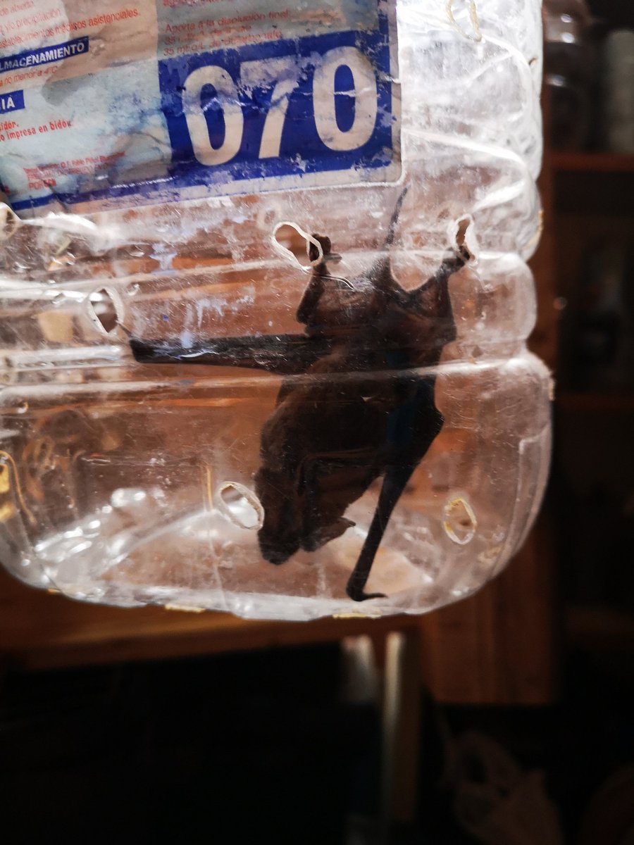 leylap_k2's tweet photo. Esta madrugada en mí domicilio en #melipilla hemos encontrado un murciélago. Está vivo, lo atrapamos y lo tenemos aislado. Su ayuda @SeremiSaludRM #murcielago @mauritycho https://t.co/J3YtUY8kaY