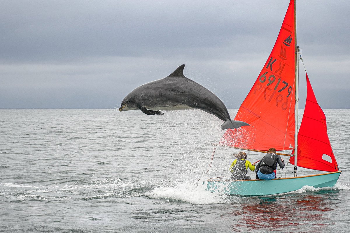 Fungie the dolphin captured off Kerry coast by Graham Murphy of Wexford.  Photo taken in Sept, and sent into mooney@rte.ie