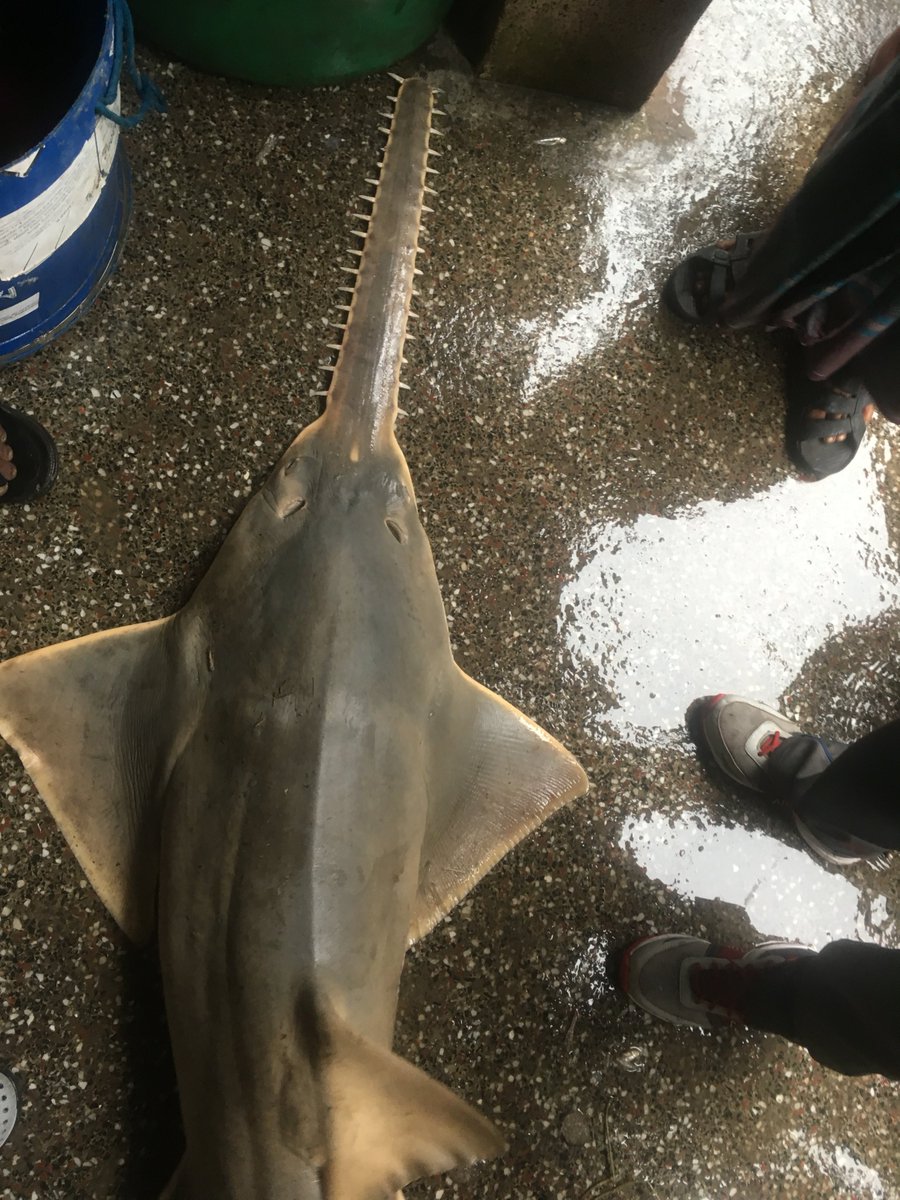  #Sawfish only start giving birth to small litters of live pups once they are about 15 years old. To protect the mother, the saw of a newborn sawfish is soft at birth. All their bones including the saw are  #cartilaginous. The  #pups have to fend for themselves right from the start.