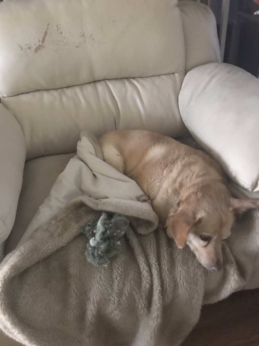 natmmom's tweet photo. @ArtOfGreenHome #themessisreal My chair has gone to the dog https://t.co/b5CL1CzDm4