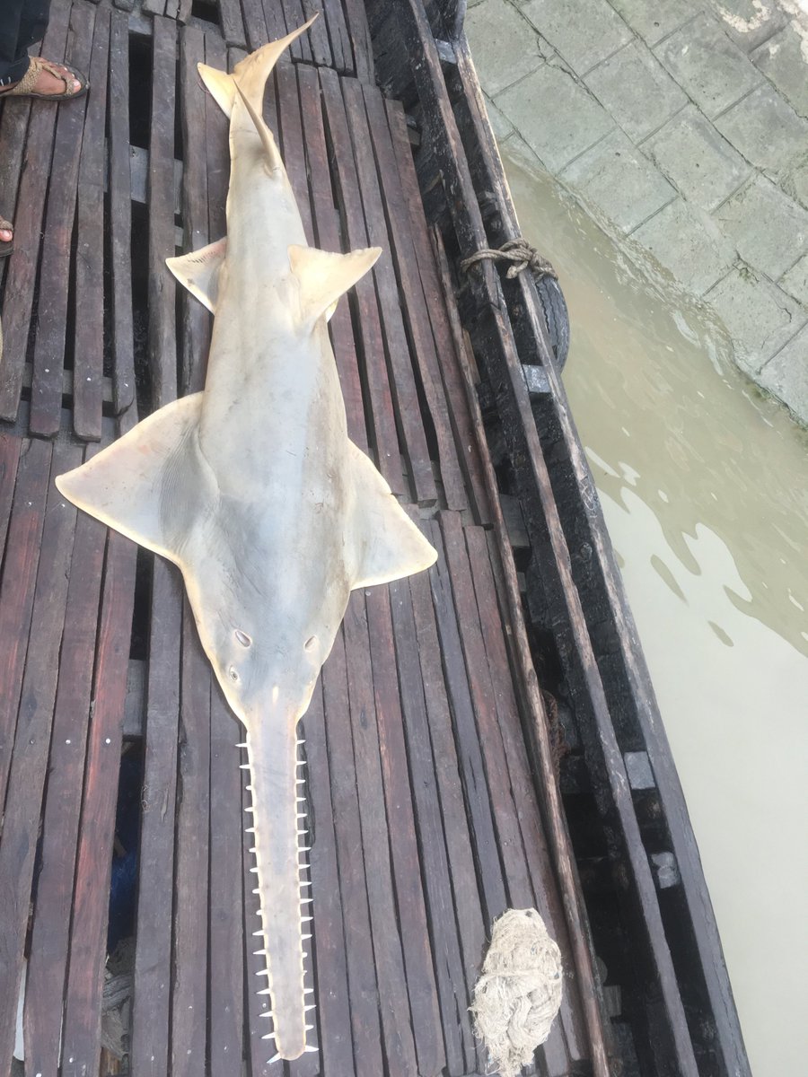 Happy  #InternationalSawfishDay! Sawfishes are a family of rays and it has long, narrow, flattened rostrum.  #Sawfish use their long rostrum like a metal detector to sense the electric field created by other creatures. Humans are potential prey for sawfish.