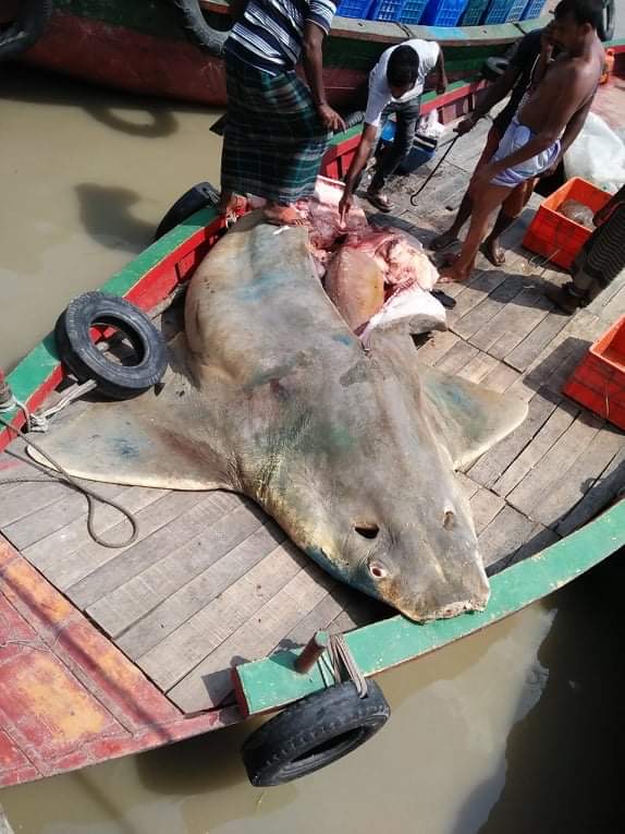 Happy  #InternationalSawfishDay! Sawfishes are a family of rays and it has long, narrow, flattened rostrum.  #Sawfish use their long rostrum like a metal detector to sense the electric field created by other creatures. Humans are potential prey for sawfish.