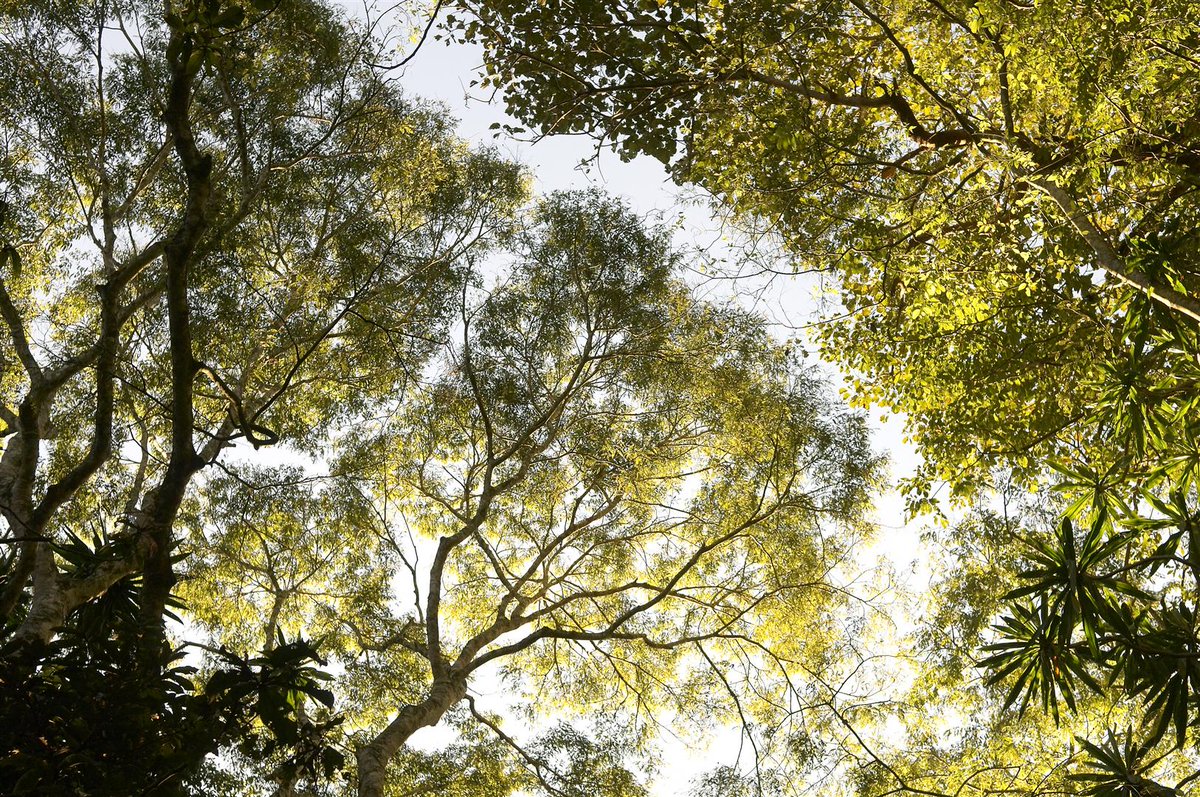 RareTeaCompany's tweet photo. Trees are rather magical.

They shouldn’t be cut down to make paper teabags or cleared to make room for monocrops for biodegradable bags either. They have important jobs to do - leave them be.

Use a teapot, save the trees and make #Teachange

#tea #teabags #trees #earthshot https://t.co/ieXAqAekRx